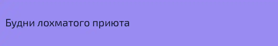 Будни лохматого приюта
